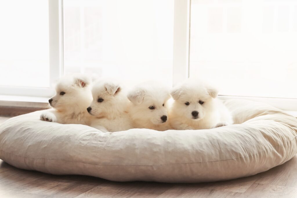 Dog pillows